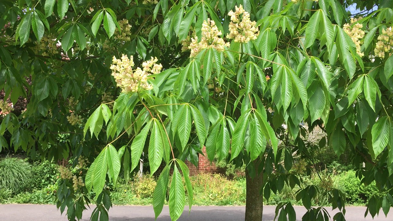 конский каштан обыкновенный aesculus hippocastanum. каштан конский высота дерева. дюки зрелый каштан. балканский конский каштан. каштан конский (aesculus).