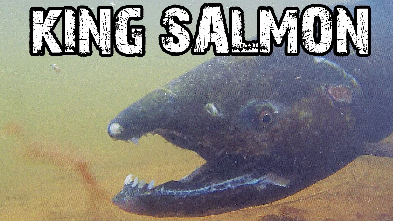 New York King Salmon YouTube