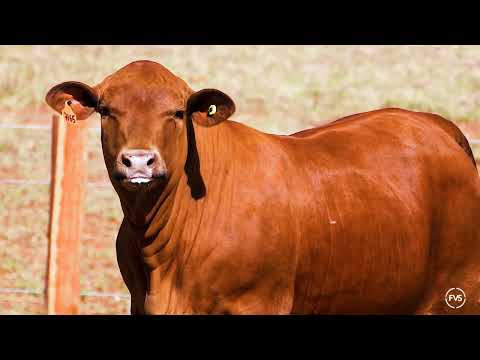 LOTE 52 - GRAMA 7165