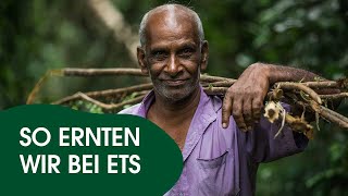 Zimt, Kardamom & Zitronengras - So Ernten Wir Bei English Tea Shop Ökologisch Nachhaltig