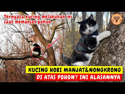 Video: Mengapa kucing tidak boleh memanjat pokok?