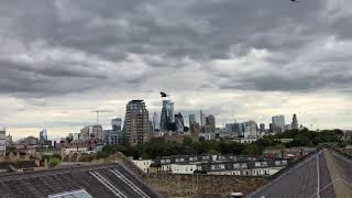 City of London Harris Hawk Pigeon control.