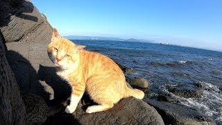 【猫島】猫達が海沿いの岸壁に集まる