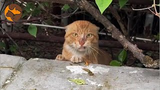 Stray Cats Experiencing PostNeutering Stress and Fear of Human Contact