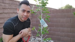How to plant persimmon fruit tree | Las Vegas Gardening | Desert Gardening | GreenMangoes