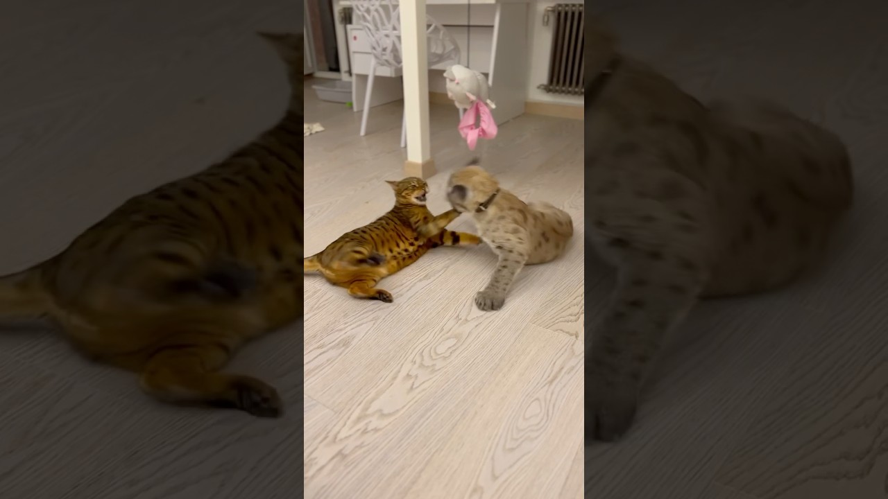 You won't believe this, but one of these cats is a real cougar. 