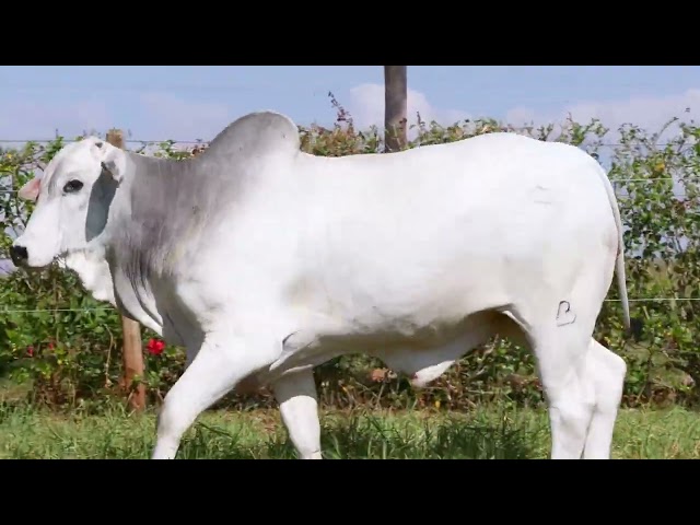 Lote 26   Leilao Mocho Brasil