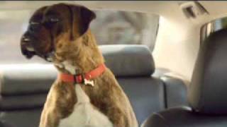 Toyota Corolla Buddy ad
Toyota SA has found a new star to warm consumers hearts: a charismatic brindle Boxer named Buddy. Toyota Corolla Buddy ad