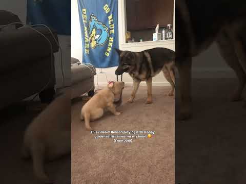 Benson was so gentle with this little pup! 🥹