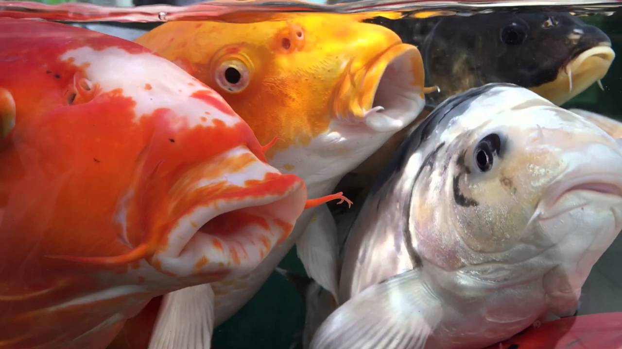 singing fish YouTube