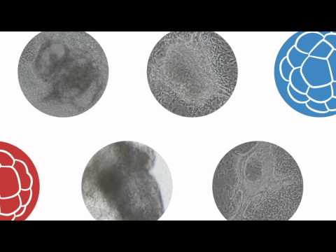 Douglas Melton on How to Grow a Heart: Transforming Stem Cells Into Live Organs