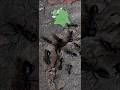 #ants #chinti #trending #nature #ytshorts #viralvideo #villagelife #insects #shorts #viralvideo