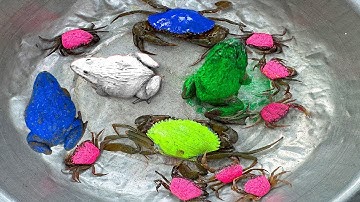 Kem Ốc và cua Chanel lái xe công nông đuổi theo con cua, cua màu sắc, con ếch, rùa, con dán, bọ xít.