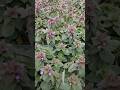 Can u i.d. this common wildflower?