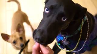 We Had A Dog Prom, It Was Amazing.