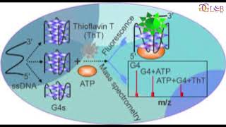Researchers decode tertiary structure of DNA aptamer–ATP complex and improve binding affinity