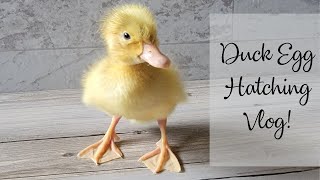 Duck Egg Hatching Vlog!