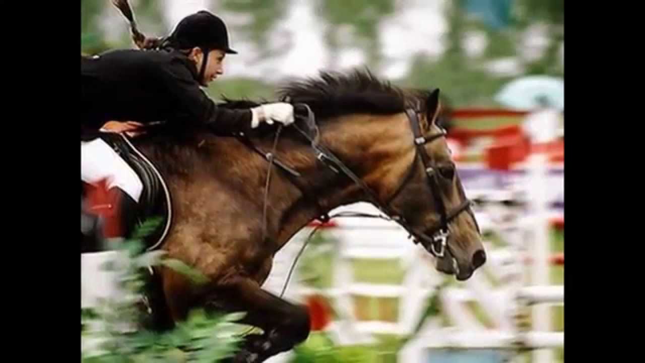 Эквестриан конный спорт