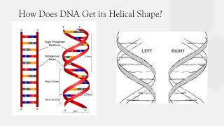 Brittany Boes - Exam Video 4 - DNA Structure and How it Works