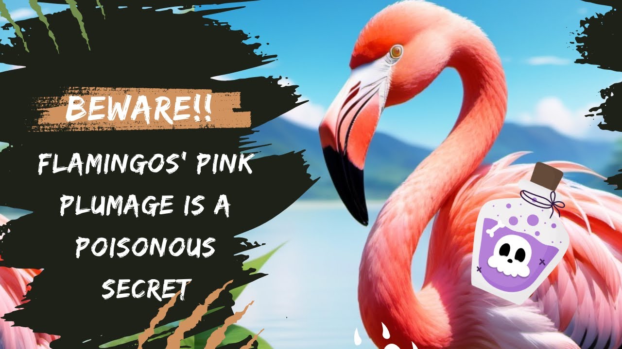 Flamingos' Pink Plumage Is a Poisonous Secret
