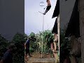 Manual pipe driving technique: High-altitude sledgehammer pounding for deep well installation