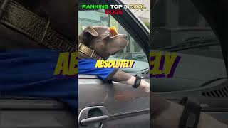 RANKING TOP 5 COOLEST DOGS part 20