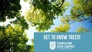 Get to Know Trees!