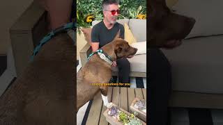 simon cowell takes rescue pittie around set america s got