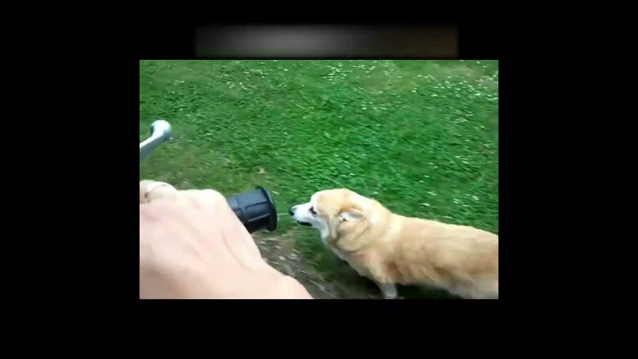 Unbelievable Corgi Speed: Prepare to be Amazed! 