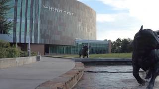 Child & Family Studies: Research, Collaboration & Impact