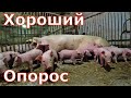 Подарок от Машки