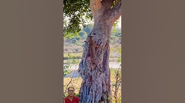 The Extraordinary Leopard: Climbing Trees While Dragging Its Huge Catch! #Latestsightings, #short