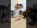 #funny #cat #cute FurRealChaosg 🐟😿🐭