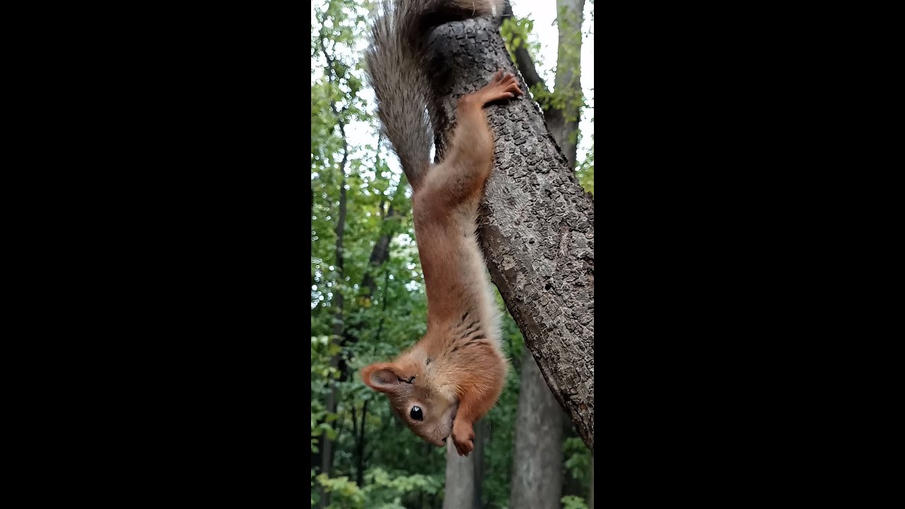 Ещё одна ловкая белка / Another clever squirrel