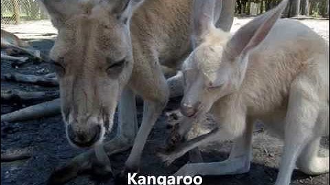 Weird True & Amazing Facts about Animals 10, 25, 2014, 2015