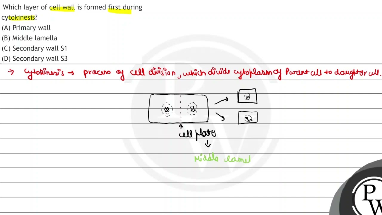 Which layer of cell wall is formed first during cytokinesis?
(A) Primary wall
(B) Middle lamella...