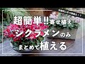 【同じ花だけで可愛くなる植え方】シクラメンを並べるだけ！超簡単寄せ植え？【今すぐ実践】