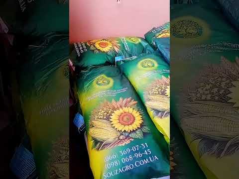 Семена кукурузы Хотын, ФАО 280, украинская селекция, видео 1