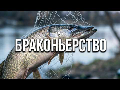 БРАКОНЬЕРСТВО: НОВЫЕ ФАКТЫ