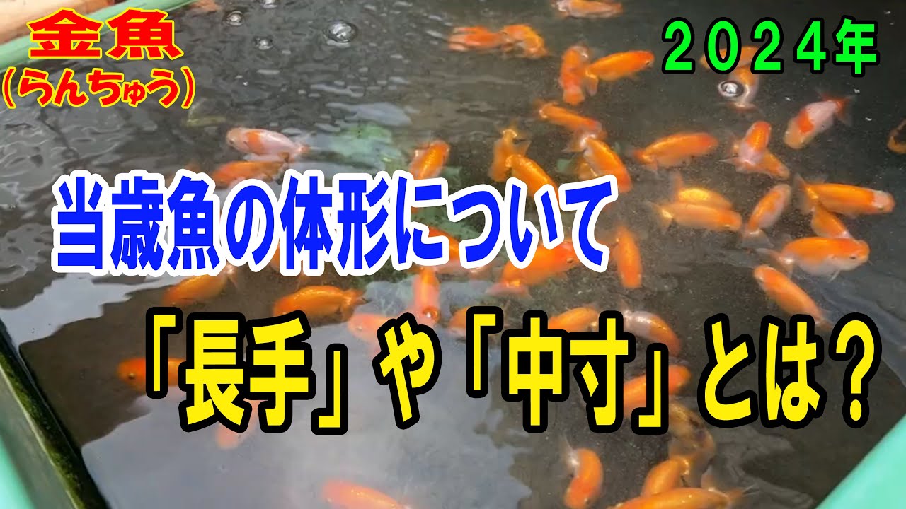 らんちゅう（#金魚）ブリーダーの飼育記録No.262：当歳魚の体形