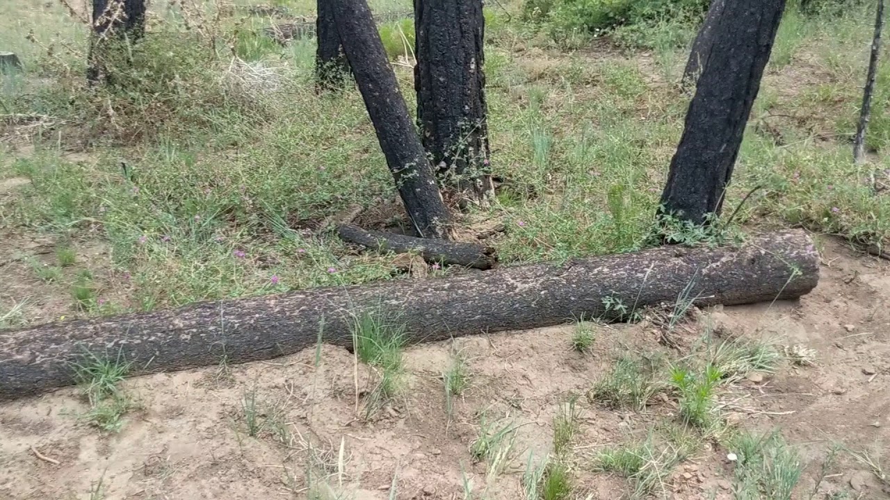 Contour Tree Felling - Video 2
