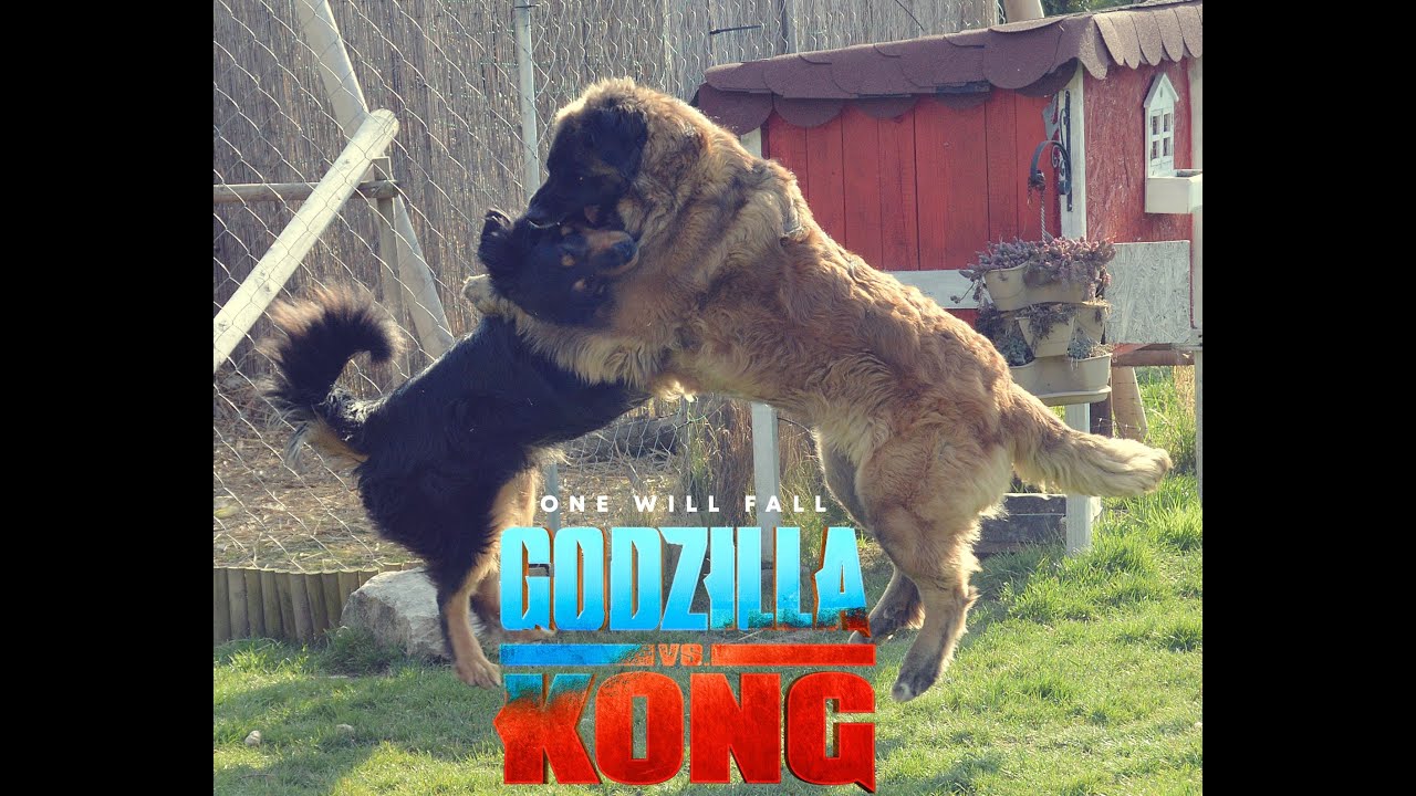 Leonberger vs. Hovawart