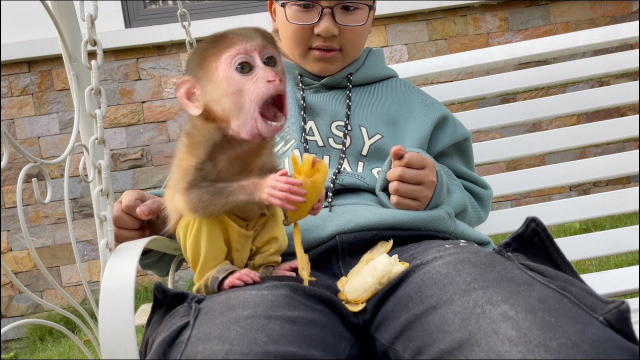 Тома обезьяна