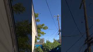 A Bird Flying Away But With The Fishtronaut Theme Song