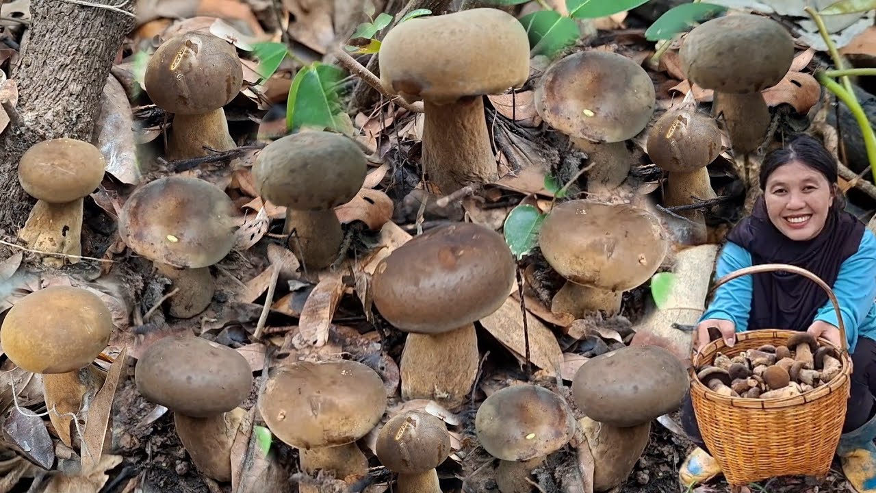 อลังกาลเห็ดผึ้งตับเต่า(เห็ดผึ้งทาม)หมู่ใหญ่ๆดอกกำลังงามๆตะมุตะมิเก็บม่วนคักหมานโพดโพเต็มกะต่าแน่นๆ