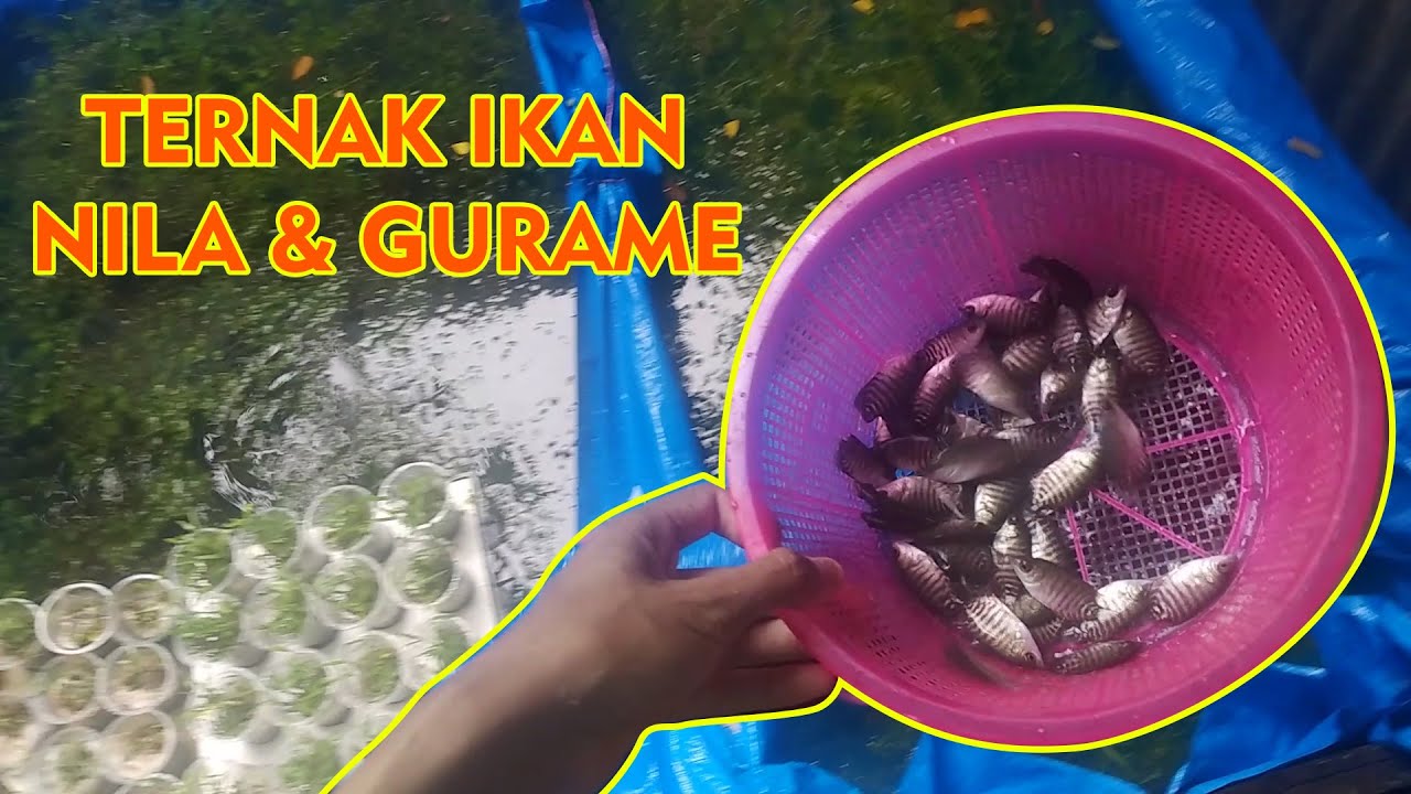 TERNAK IKAN NILA DAN GURAME PEMULA 