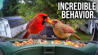 You Won't Believe How Ricky Treats Lucy at the Feeder