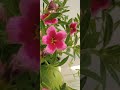 Calibrachoa Flower Plants #flowers #flowershorts #dont_forget_to_like_and_subscribe