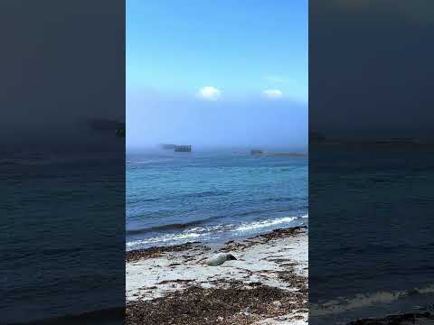 Cold water dips in the fog 6/28/26