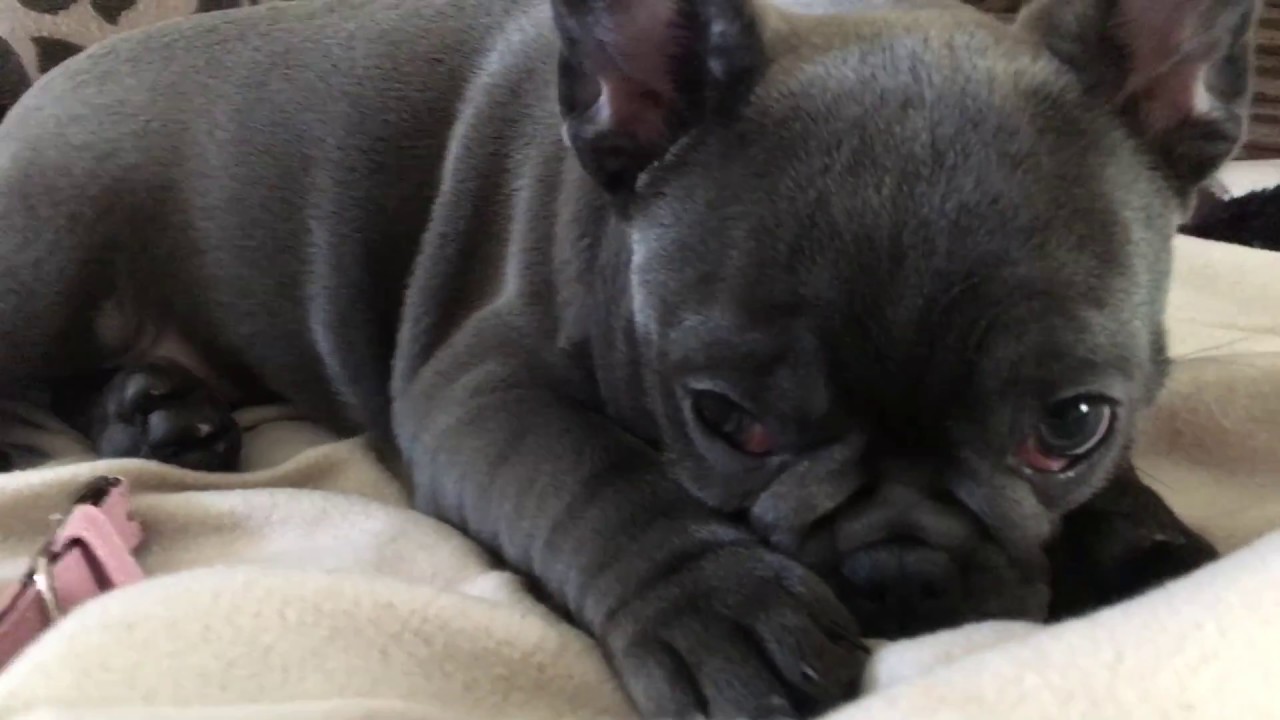 Meet Luna the Blue French Bulldog